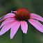 Purple Cone Flower