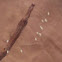 Lacewing Eggs 