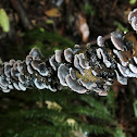 Resupinatus applicatus
