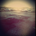 Seagulls