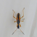 Long-necked seed bug