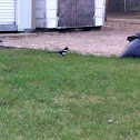 Black Billed Magpie