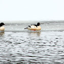 Common Merganser