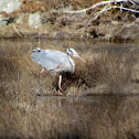 Great Blue Heron