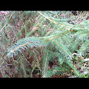 Sitka spruce