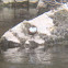 White throated Dipper