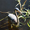 Tri-Color Heron