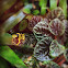 Yellow-banded Poison Dart Frog