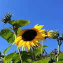 Giant Sunflower