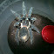 Brazilian Salmon Pink Bird-eating Tarantula