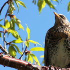 Fieldfare