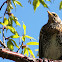 Fieldfare