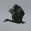 Wedge-tailed Eagle