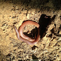 Eastern worm snake