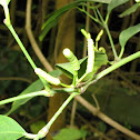 Gnetophyte