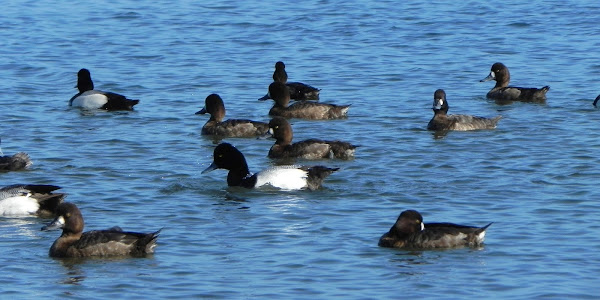 代引き不可 Annual Bird 2004 Blue Scaup Duck スズガモ asakusa.sub.jp