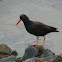 Black Oystercatcher