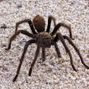 Tarantula  