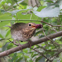 Swainson's Thrush
