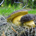 Matt Bolete/Purperbruine fluweelboleet