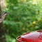 Long-tailed Hermit Hummingbird
