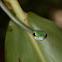 Satiny Parrot Snake