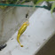 Drag tail spider