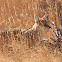 Coyote