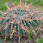 Ferocactus
