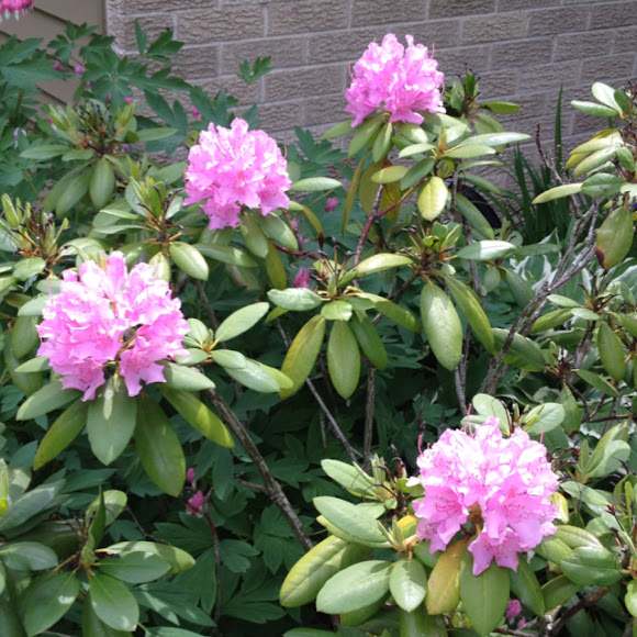 Spotting Image 1