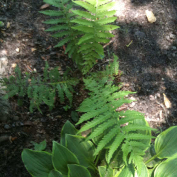 Spotting Image 1