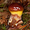 Greville's Bolete
