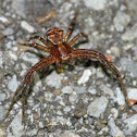 Ground crab spider