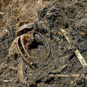Decaying bat