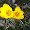 Crocus