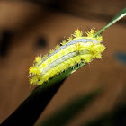 caterpillar