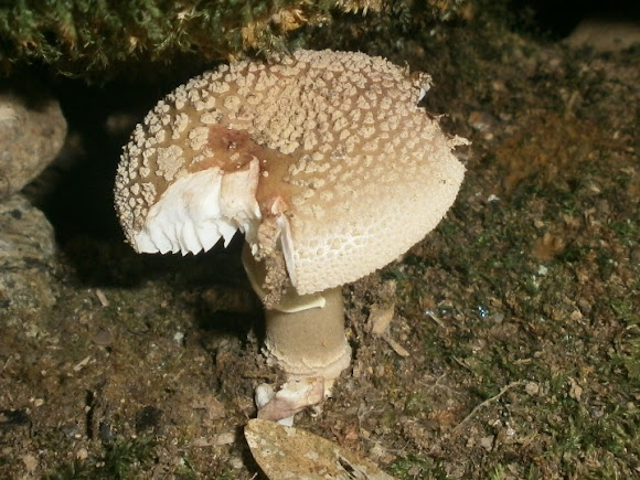 Spotting Image 1