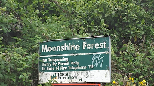 Moonshine Forest
