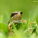 Common Frog