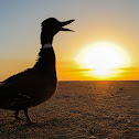 Mallard Duck
