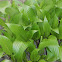 Hostas