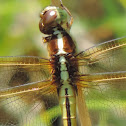 Needham's Skimmer Dragonfly