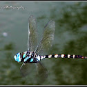 Blue Darner