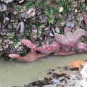 Ochre Star