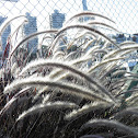 Cattail (Cola de gato)