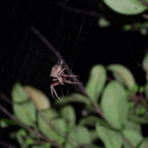 Spotting Image 1