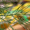 Anise Swallowtail Egg