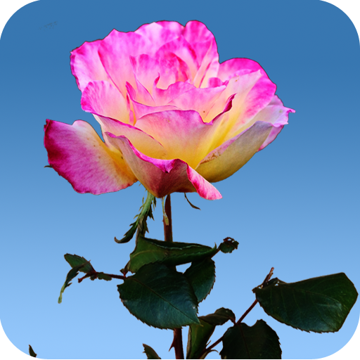 Rose Garden Live Wallpaper 個人化 App LOGO-APP開箱王