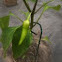 Banana Peppers 