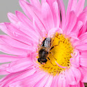 hoverfly